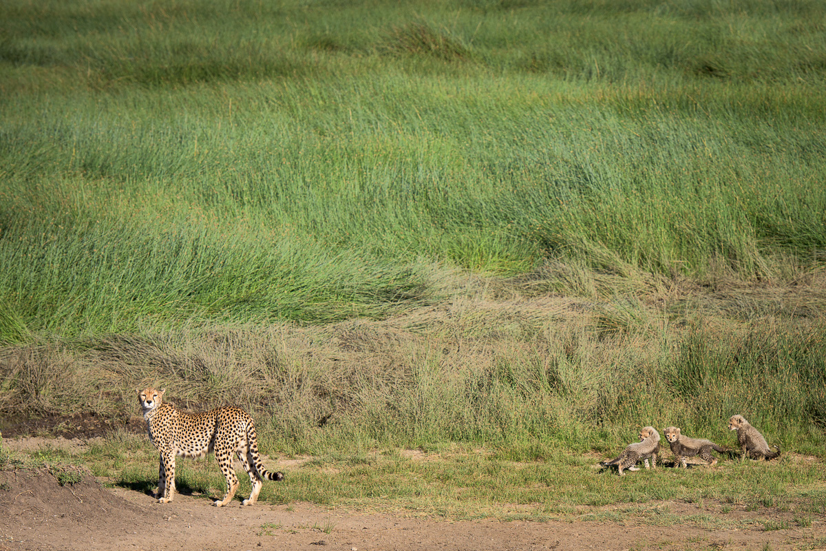 Mother and cubs survey the landscape.
